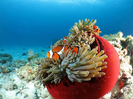 اليابان.. وجهة مثالية لعشاق الغوص صورة رقم 6