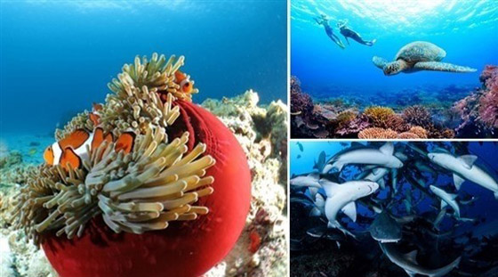 اليابان.. وجهة مثالية لعشاق الغوص صورة رقم 1