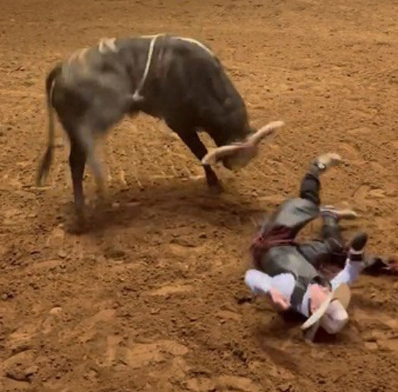 فيديو: أب شجاع يُلقي بنفسه فوق ابنه ليحميه من هجوم ثور هائج! صورة رقم 4 فيديو: أب شجاع يُلقي بنفسه فوق ابنه ليحميه من هجوم ثور هائج! صورة رقم 4