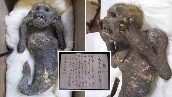 لغز حورية البحر ذات الـ300 عام بوجه بشري وذيل سمكة باليابان! صور صورة رقم 1