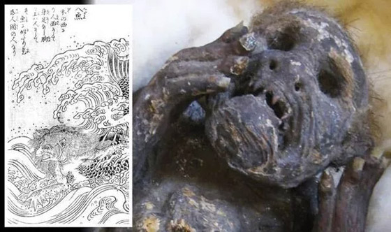 لغز حورية البحر ذات الـ300 عام بوجه بشري وذيل سمكة باليابان! صور صورة رقم 4