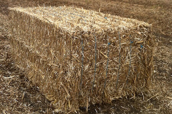 تناولوا العلف بدل السلمون.. نصيحة علمية غريبة صورة رقم 3