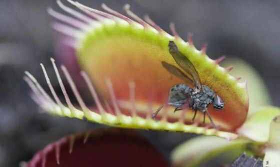 خطوة علمية كبيرة نحو دمج أجهزة الكمبيوتر والكائنات الحية! صورة رقم 1