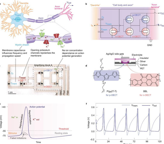خطوة علمية كبيرة نحو دمج أجهزة الكمبيوتر والكائنات الحية! صورة رقم 2