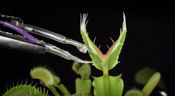 خطوة علمية كبيرة نحو دمج أجهزة الكمبيوتر والكائنات الحية! صورة رقم 7