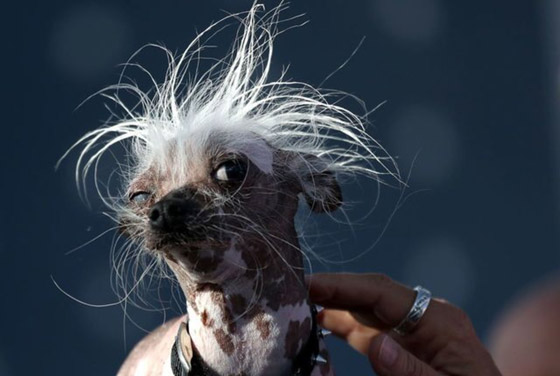  مسابقة فستان الزفاف من ورق التواليت... اليكم أغرب 10 مسابقات من حول العالم صورة رقم 5