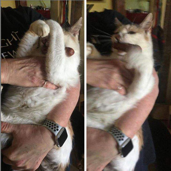 سرقات الحيوانات الأليفة في صور طريفة صورة رقم 3