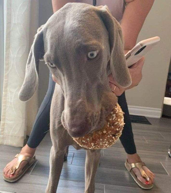 سرقات الحيوانات الأليفة في صور طريفة صورة رقم 11