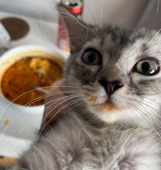 سرقات الحيوانات الأليفة في صور طريفة صورة رقم 12