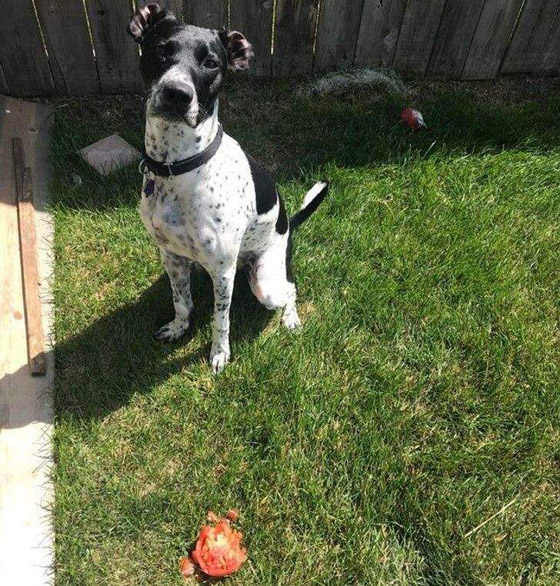 سرقات الحيوانات الأليفة في صور طريفة صورة رقم 2