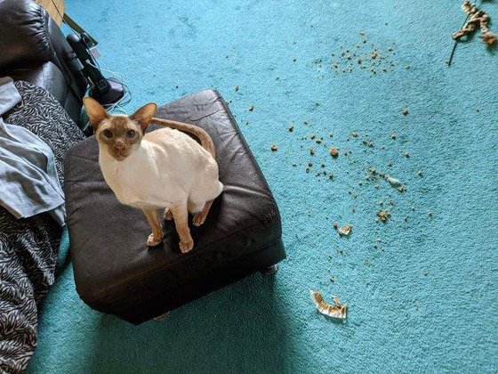 سرقات الحيوانات الأليفة في صور طريفة صورة رقم 7