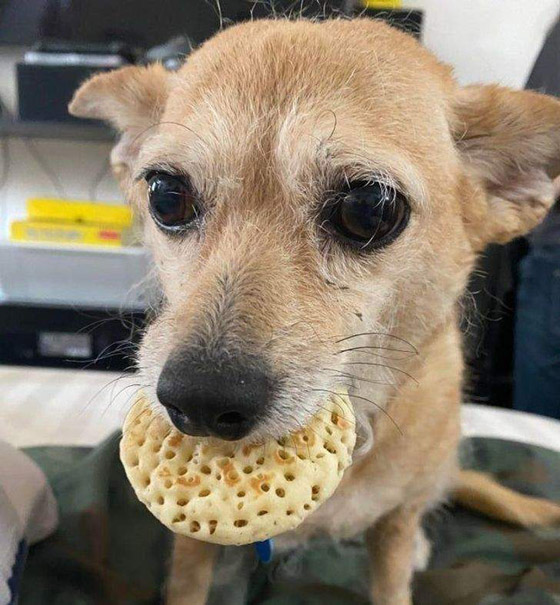 سرقات الحيوانات الأليفة في صور طريفة صورة رقم 4