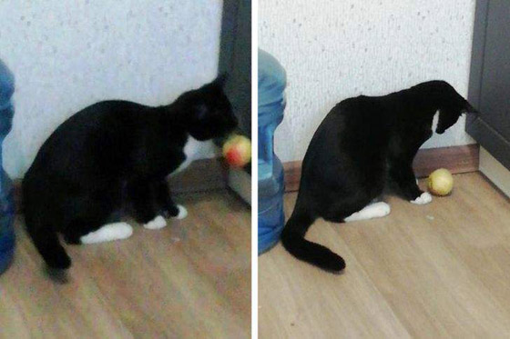 سرقات الحيوانات الأليفة في صور طريفة صورة رقم 6