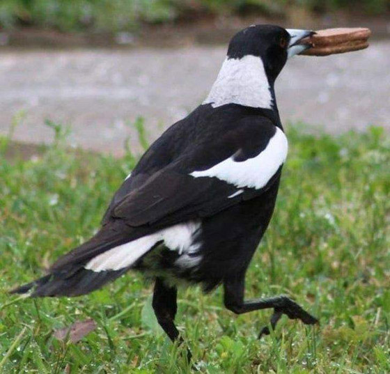 سرقات الحيوانات الأليفة في صور طريفة صورة رقم 5