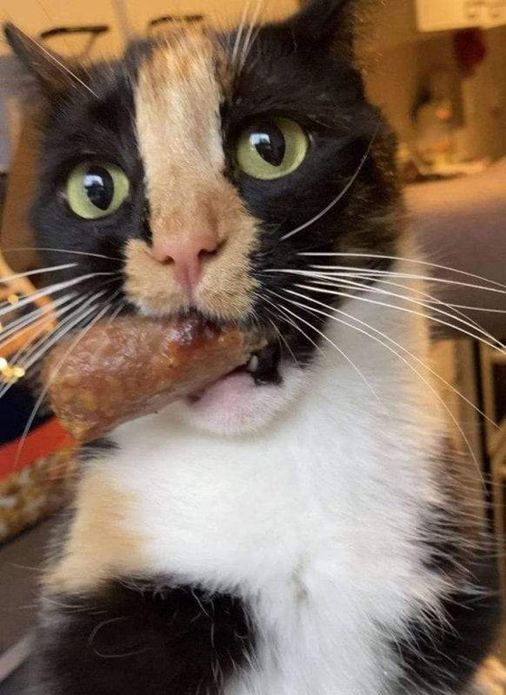 سرقات الحيوانات الأليفة في صور طريفة صورة رقم 8