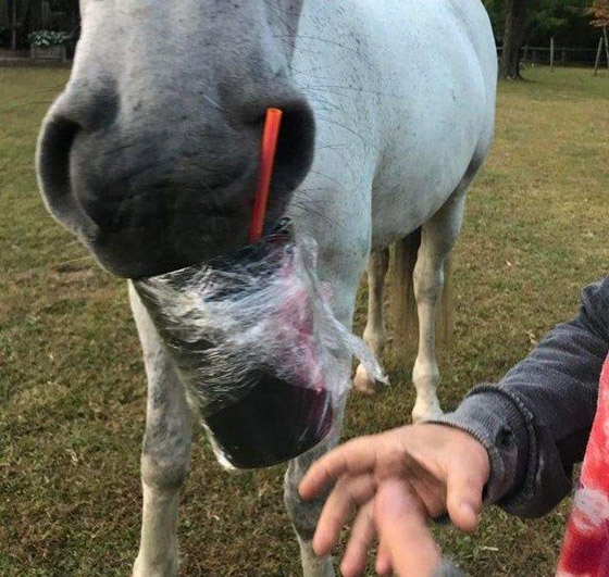 سرقات الحيوانات الأليفة في صور طريفة صورة رقم 9