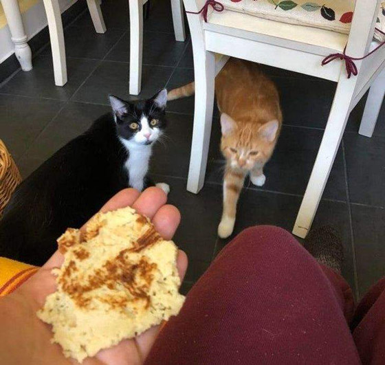 سرقات الحيوانات الأليفة في صور طريفة صورة رقم 10