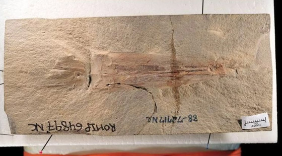 أحفورة عمرها 328 مليون سنة تكشف 