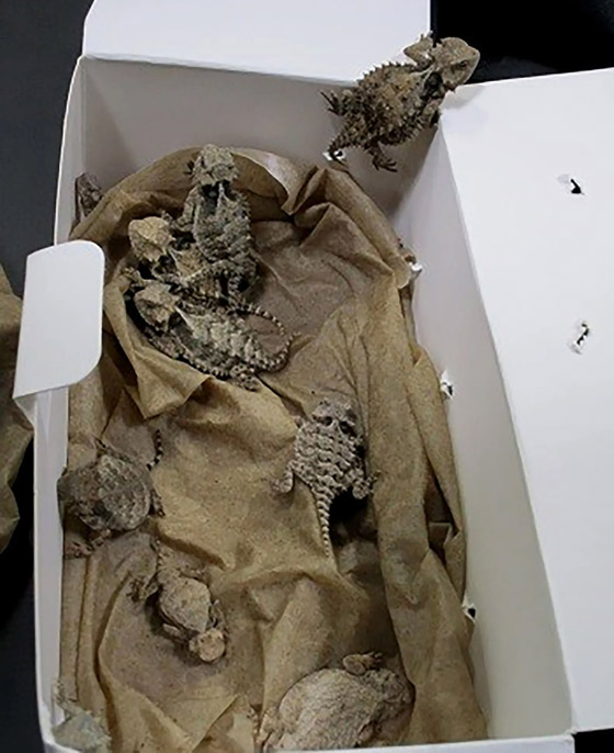 صور.. رجل حاول تهريب 52 أفعى وسحلية مخبأة تحت ملابسه! صورة رقم 2 صور.. رجل حاول تهريب 52 أفعى وسحلية مخبأة تحت ملابسه! صورة رقم 2