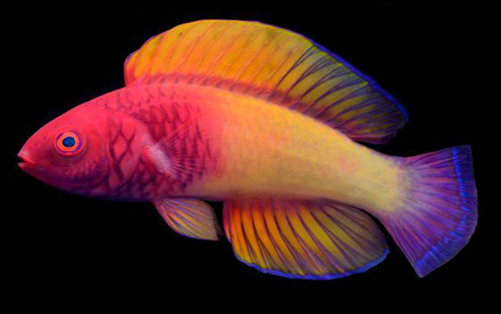 العلماء يعثرون على سمكة 