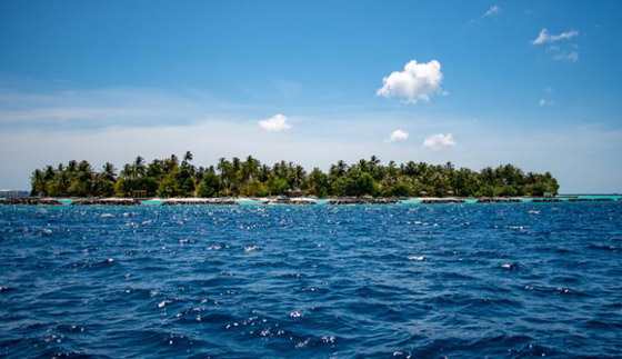 العلماء يعثرون على سمكة 