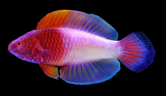 العلماء يعثرون على سمكة 