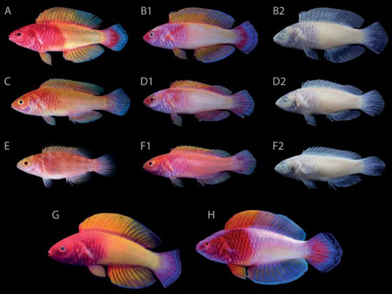 العلماء يعثرون على سمكة 