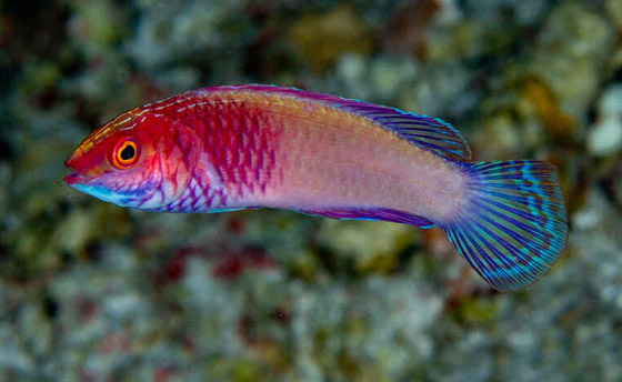 العلماء يعثرون على سمكة 