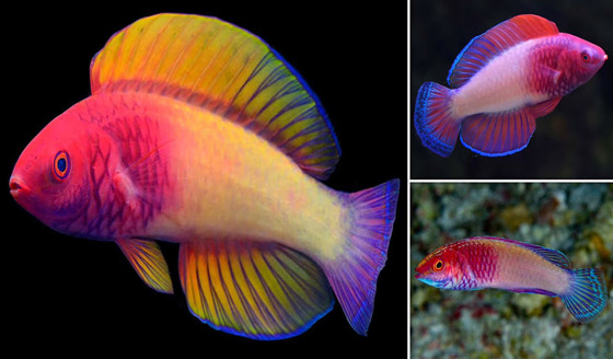 العلماء يعثرون على سمكة 