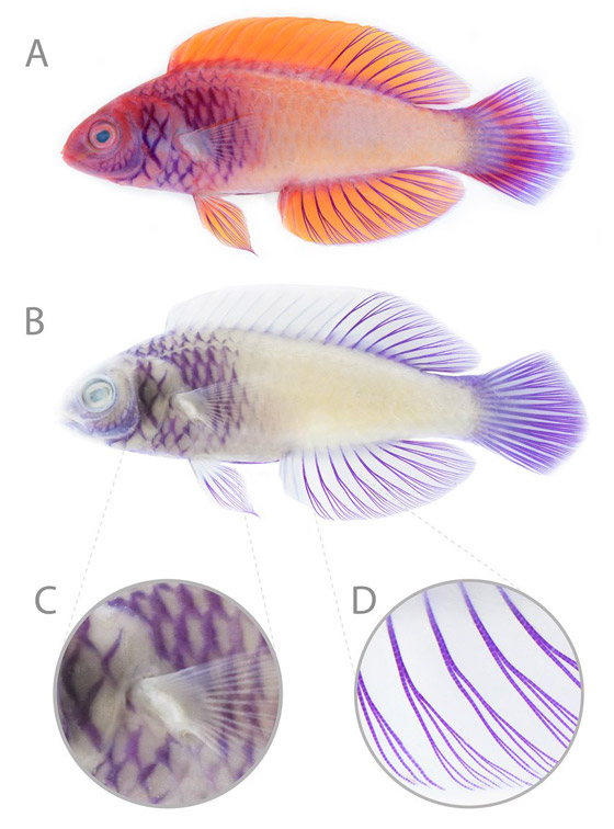 العلماء يعثرون على سمكة 