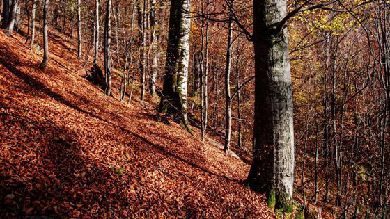 بالصور: الحرب في أوكرانيا تهدد 7 مواقع للتراث الإنساني العالمي صورة رقم 7