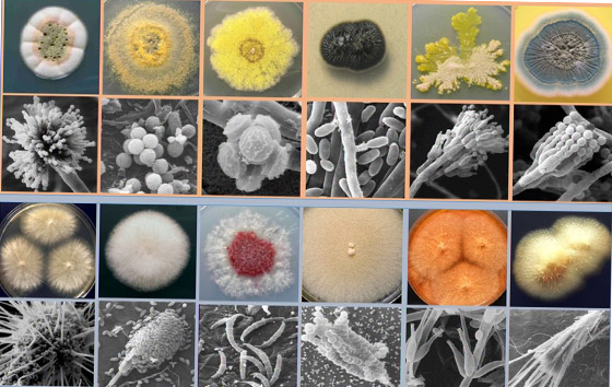 أقوى من الإشعاع وتقلبات الحرارة.. البكتيريا تستطيع البقاء حية في الفضاء صورة رقم 5