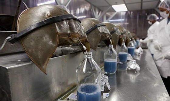 من بينهم دم الانسان...اليكم أغلى 10 سوائل في العالم صورة رقم 7