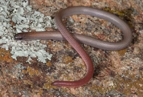 بالصور: تعرفوا إلى 10 من الحيوانات المكتشفة حديثا والمميزة صورة رقم 1 بالصور: تعرفوا إلى 10 من الحيوانات المكتشفة حديثا والمميزة صورة رقم 1