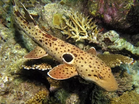 بالصور: تعرفوا إلى 10 من الحيوانات المكتشفة حديثا والمميزة صورة رقم 2 بالصور: تعرفوا إلى 10 من الحيوانات المكتشفة حديثا والمميزة صورة رقم 2