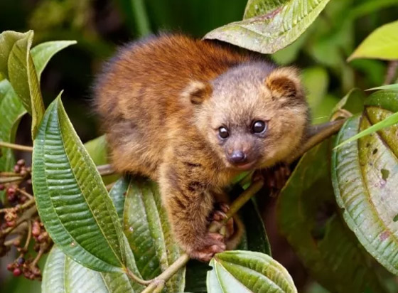 بالصور: تعرفوا إلى 10 من الحيوانات المكتشفة حديثا والمميزة صورة رقم 3 بالصور: تعرفوا إلى 10 من الحيوانات المكتشفة حديثا والمميزة صورة رقم 3