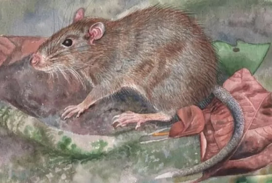 بالصور: تعرفوا إلى 10 من الحيوانات المكتشفة حديثا والمميزة صورة رقم 4 بالصور: تعرفوا إلى 10 من الحيوانات المكتشفة حديثا والمميزة صورة رقم 4