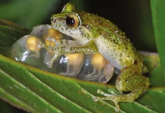بالصور: تعرفوا إلى 10 من الحيوانات المكتشفة حديثا والمميزة صورة رقم 5 بالصور: تعرفوا إلى 10 من الحيوانات المكتشفة حديثا والمميزة صورة رقم 5