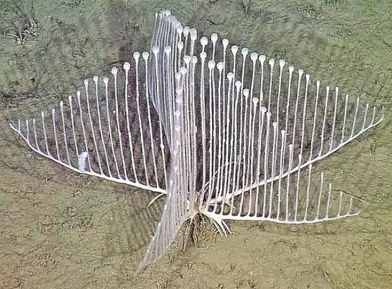 بالصور: تعرفوا إلى 10 من الحيوانات المكتشفة حديثا والمميزة صورة رقم 6 بالصور: تعرفوا إلى 10 من الحيوانات المكتشفة حديثا والمميزة صورة رقم 6