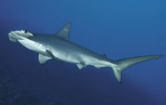 بالصور: تعرفوا إلى 10 من الحيوانات المكتشفة حديثا والمميزة صورة رقم 7 بالصور: تعرفوا إلى 10 من الحيوانات المكتشفة حديثا والمميزة صورة رقم 7