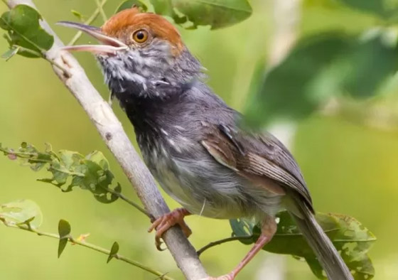 بالصور: تعرفوا إلى 10 من الحيوانات المكتشفة حديثا والمميزة صورة رقم 8 بالصور: تعرفوا إلى 10 من الحيوانات المكتشفة حديثا والمميزة صورة رقم 8
