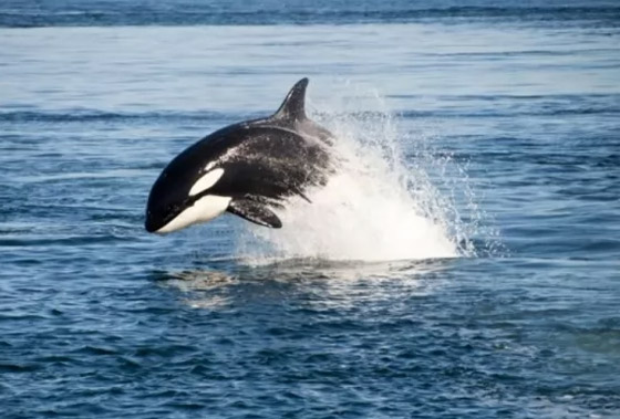 بالصور: تعرفوا إلى 10 من الحيوانات المكتشفة حديثا والمميزة صورة رقم 9 بالصور: تعرفوا إلى 10 من الحيوانات المكتشفة حديثا والمميزة صورة رقم 9