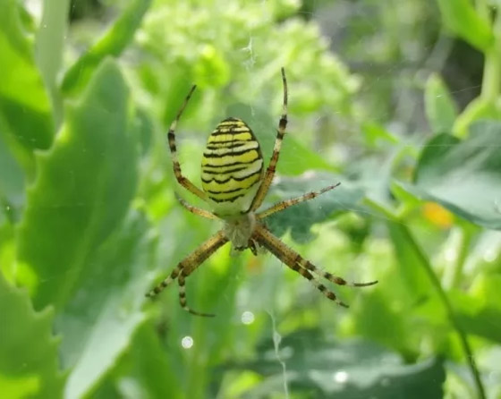 بالصور: تعرفوا إلى 10 من الحيوانات المكتشفة حديثا والمميزة صورة رقم 10 بالصور: تعرفوا إلى 10 من الحيوانات المكتشفة حديثا والمميزة صورة رقم 10