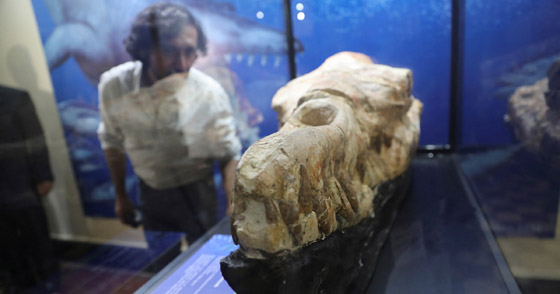 عمرها 36 مليون سنة.. اكتشاف متحجرات حيوانية في البيرو صورة رقم 1