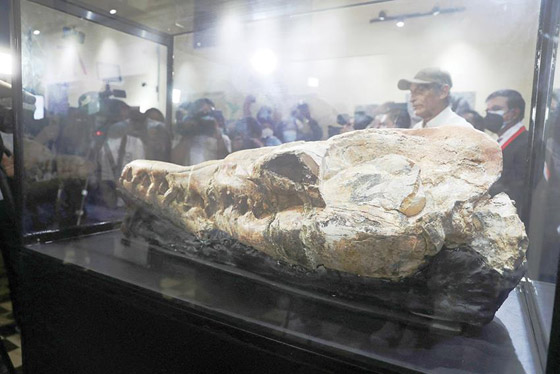 عمرها 36 مليون سنة.. اكتشاف متحجرات حيوانية في البيرو صورة رقم 2