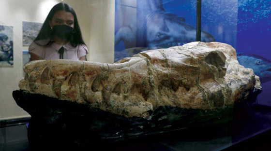 عمرها 36 مليون سنة.. اكتشاف متحجرات حيوانية في البيرو صورة رقم 5