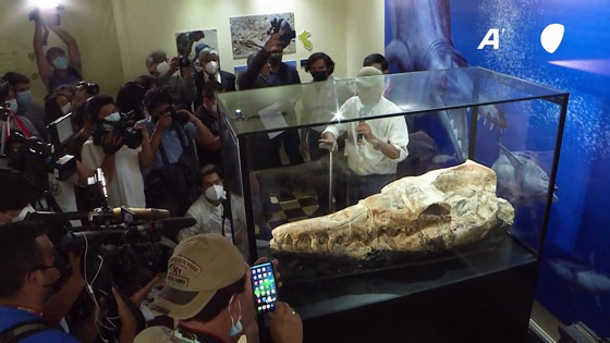 عمرها 36 مليون سنة.. اكتشاف متحجرات حيوانية في البيرو صورة رقم 6