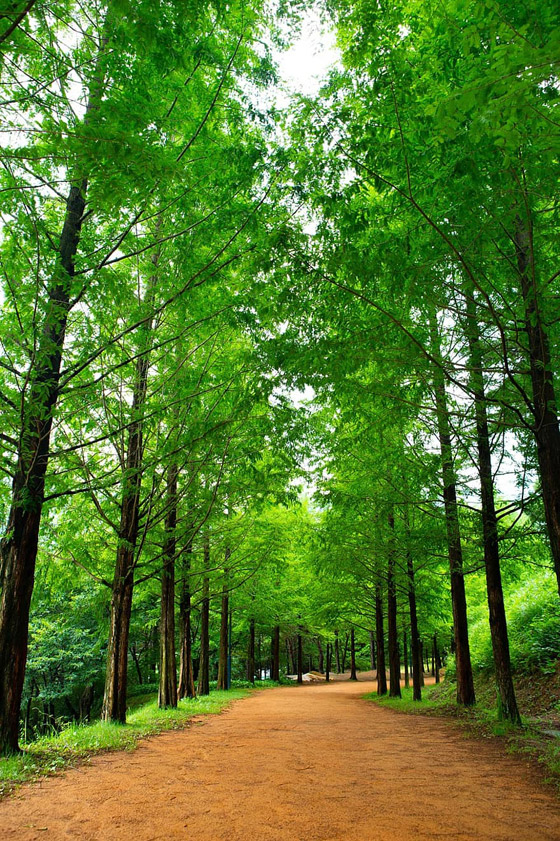 أنواع الغابات وفوائدها المدهشة صورة رقم 1