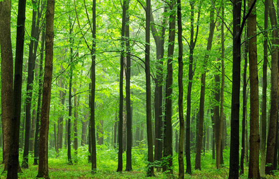 أنواع الغابات وفوائدها المدهشة صورة رقم 3