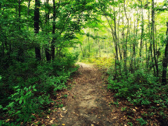 أنواع الغابات وفوائدها المدهشة صورة رقم 4